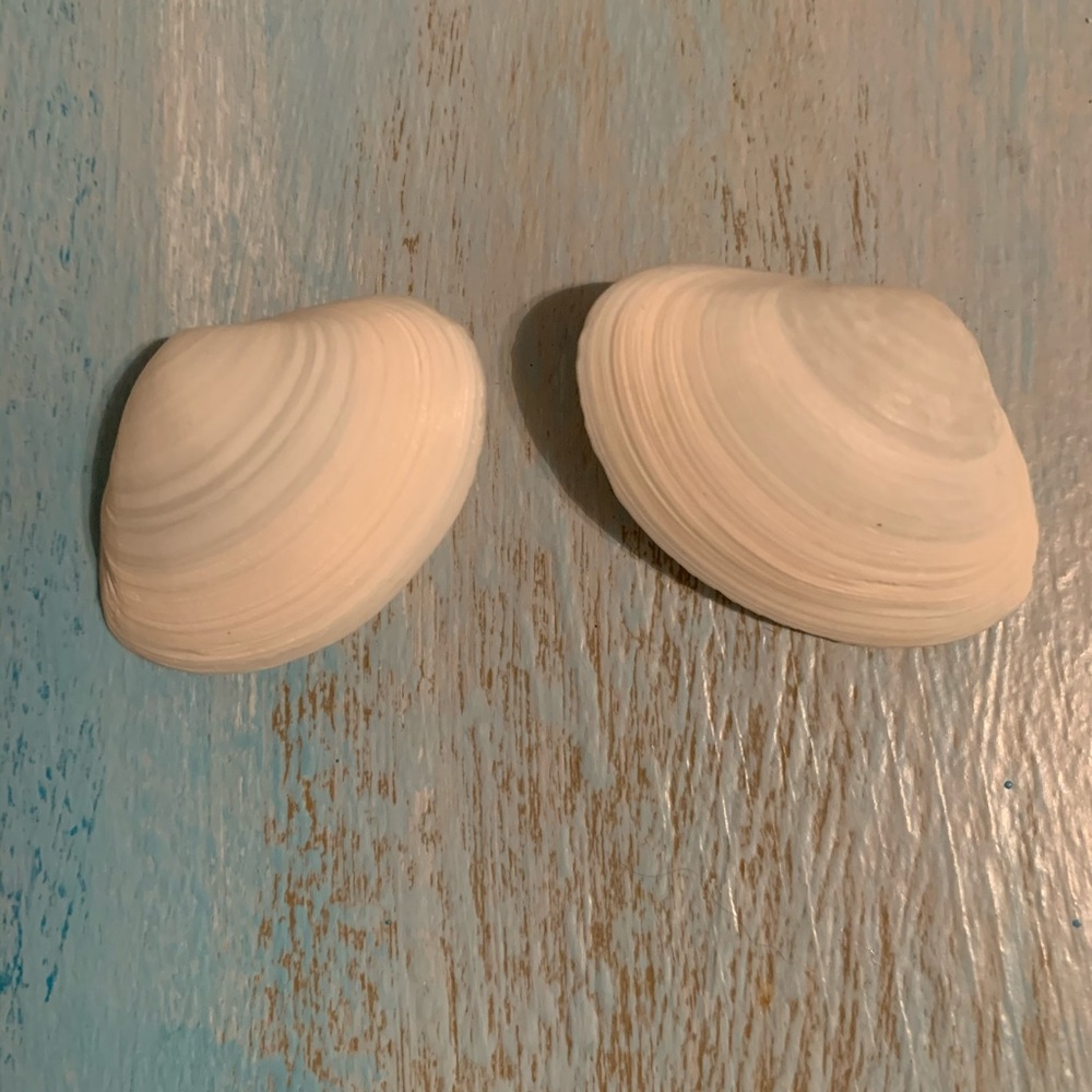 Artisan Shell Pierced Earrings